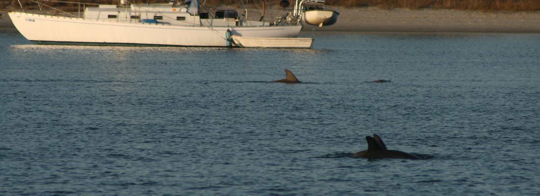 Where to find dolphins around Beaufort North Carolina