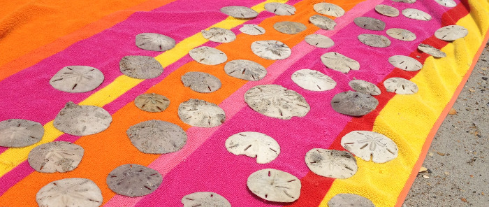 3 Easy Steps to Preserving Sand Dollars